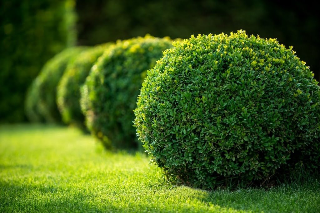 Mendieta Landscaping